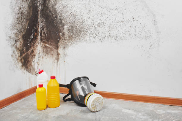 Best Attic Mold Remediation in Independence, MN